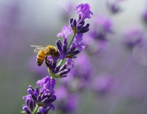 Lavender is hardy, pretty, easy to grow, smells lovely and is rich with nectar for bees.